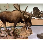 Taxidermy