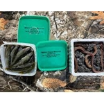 Outdoor Bound SMELTSREGULAR Regular Smelts - Tray Pack