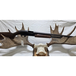 USTEVENS77C Pre-Owned Stevens 77C, 12ga, 2-3/4", 28", fixed full choke, LEAD ONLY gun. Condition - Fair