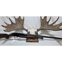 UWIN1200 Pre-Owned Winchester 1200 12 ga 3", 30" ribbed bbl. Condition - Very Good to Excellent