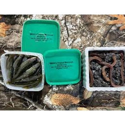 Outdoor Bound SMELTSREGULAR Regular Smelts - Tray Pack